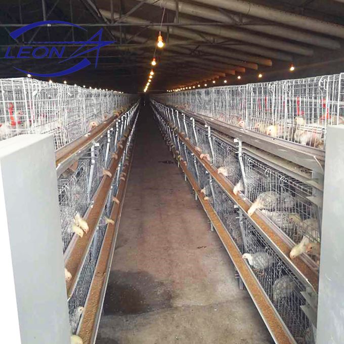 broiler cage2