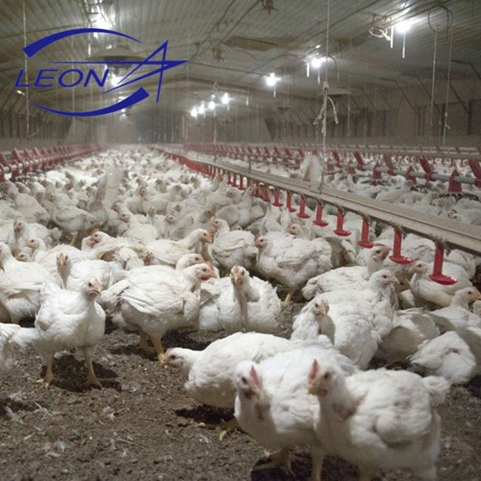 Floor Raising Poultry Equipment