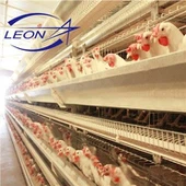 Layer Chicken akupuur