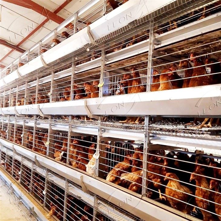 Automatic H Type Layer Chicken Battery Cages Automatic H Type Layer Chicken Battery Cages