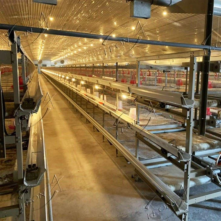 H Type Chicken Cage For Broiler House